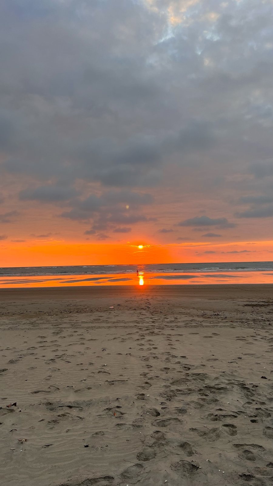 Palmeral de coco al atardecer