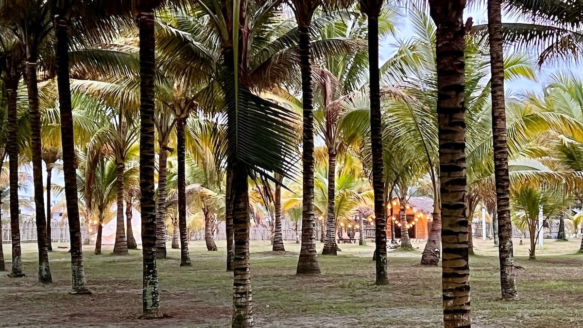 Sendero entre palmeras