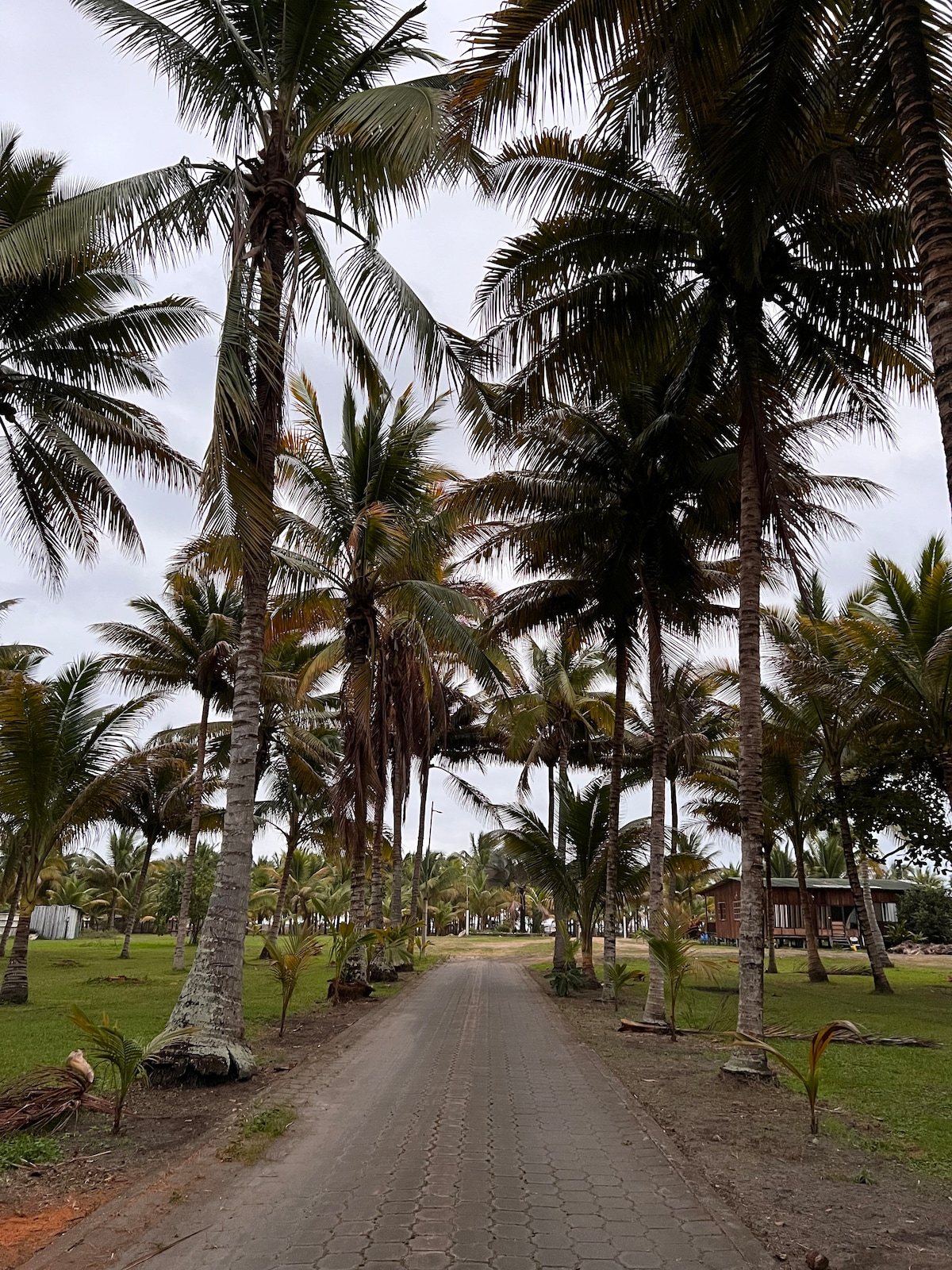 Zona de camping entre palmeras en Cojimíes Paradise